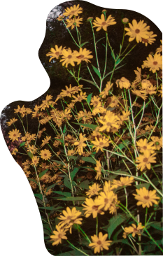 A cutout of vibrant yellow flowers protrudes from the edge of the screen.