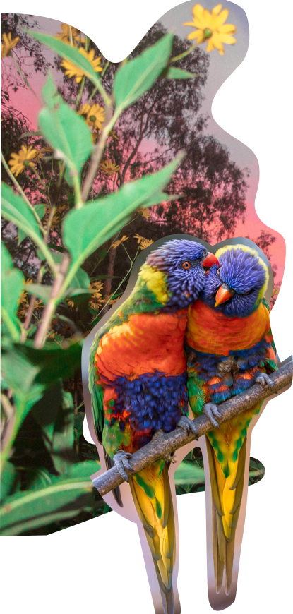 A collage of two vibrant, affectionate Rainbow Lorikeets sitting next to each other on a branch. The bird on the left is affectionately grooming the bird on the right. In the background are bright yellow flowers agains a beautiful pink and blue sunset.