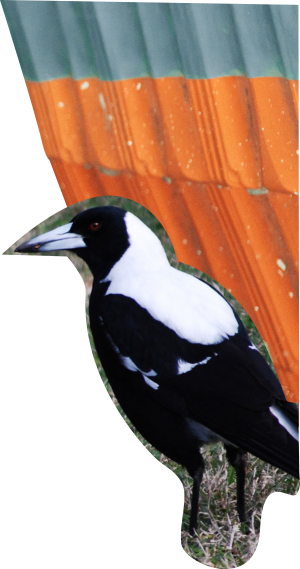 An abstract collage of a Magpie against rustic terracotta roof tiles.
